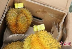 网友爆料榴莲视频大全,网友爆料视频大全，带你领略热带果王的风采